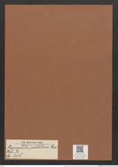 Plagiogramma pulchellum Grev. (de-Toni-Nr.: Genus 83, Species 2918) Zeichnungen Sammlung Grunow Mappe 03089 (Herbarium_W_Grunow_drawings_Folder_03089)